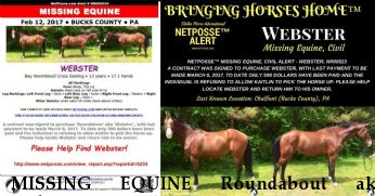 MISSING EQUINE Roundabout aka Webster,  Near Chalfont, PA, 18914